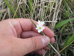 Sisyrinchium albidum