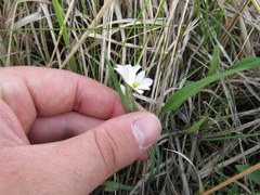 Sisyrinchium albidum