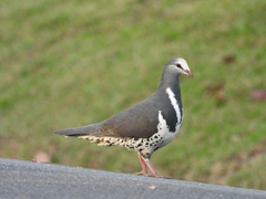 Wonga Pigeon photo 4