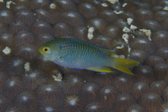 Neopomacentrus nemurus