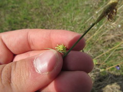 Carex meadii