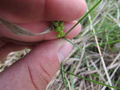 Carex meadii