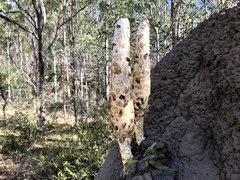 Podaxis beringamensis