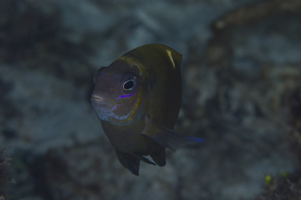 White-spot damsel (Dischistodus chrysopoecilus) — Pomacentridae