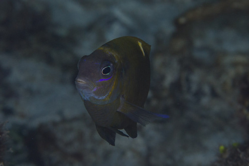 White-spot damsel (Dischistodus chrysopoecilus) — Pomacentridae