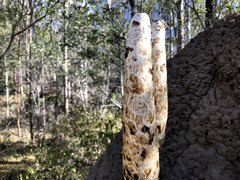 Podaxis beringamensis