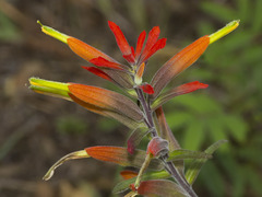 Castilleja integrifolia