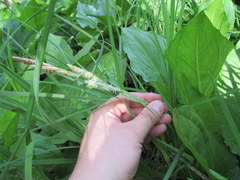 Carex lacustris