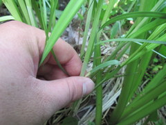Carex lacustris