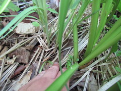 Carex lacustris