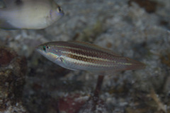 Halichoeres chloropterus