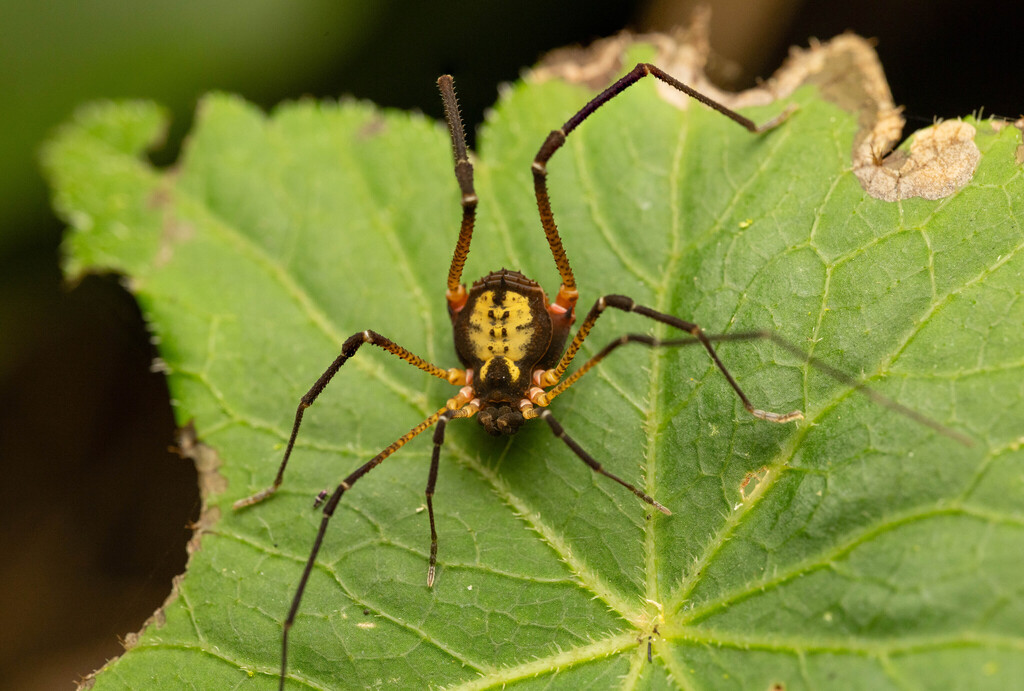Ferkeria vestita