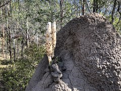 Podaxis beringamensis