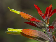 Castilleja integrifolia