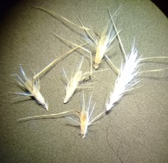 Rytidosperma unarede