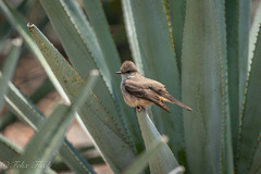 Pyrocephalus rubinus