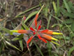 Castilleja integrifolia