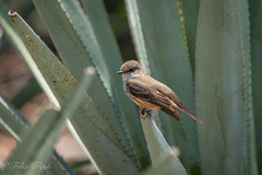 Pyrocephalus rubinus