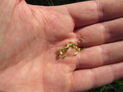 Carex lacustris