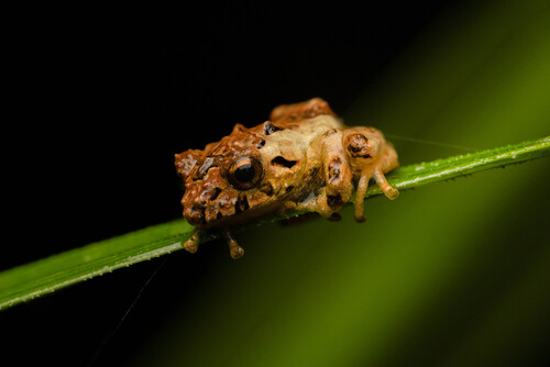 Flat-fingered Robber Frog, Pristimantis platydactylus