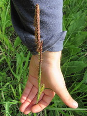 Carex lacustris