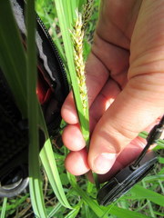 Carex lacustris