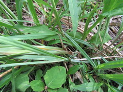 Carex lacustris