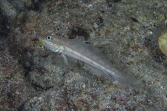 Valenciennea muralis