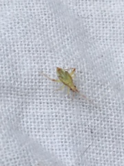 Miridae