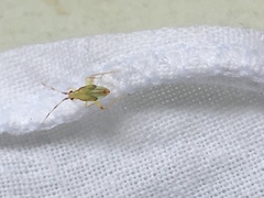 Miridae