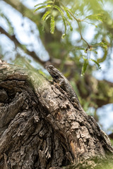 Sceloporus spinosus
