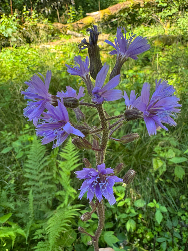 Alpine Blue-sow-thistle