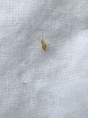 Miridae