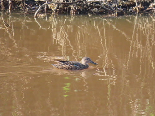 iNaturalist image