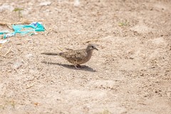 Columbina inca