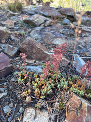 Sedum obtusatum, photograph author not stated, no rights reserved