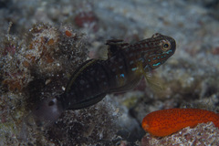 Amblygobius phalaena