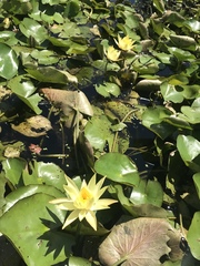 Nymphaea mexicana