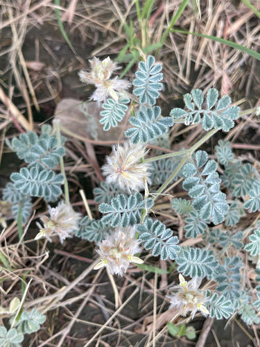 Downy Prairie Clover