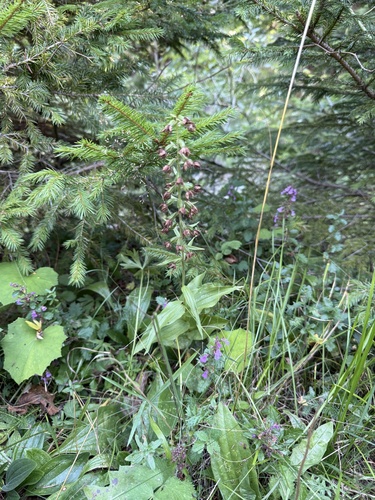 Broad-leaved helleborine