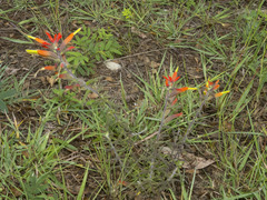 Castilleja integrifolia