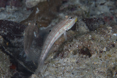 Valenciennea muralis