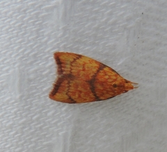 Pycnozancla acribes