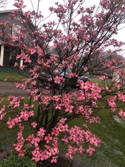 Cornus florida rubra