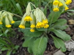 Primula veris
