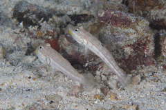 Valenciennea muralis