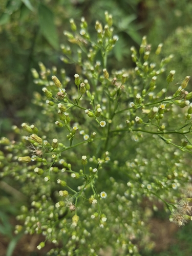 horseweed