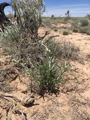 Oreocarya suffruticosa setosa