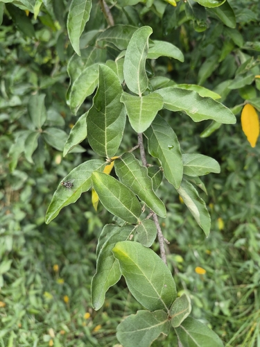 autumn olive