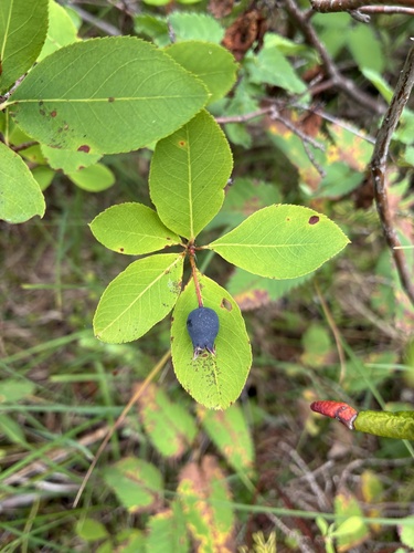 Amelanchier bartramiana, 2026-08-17